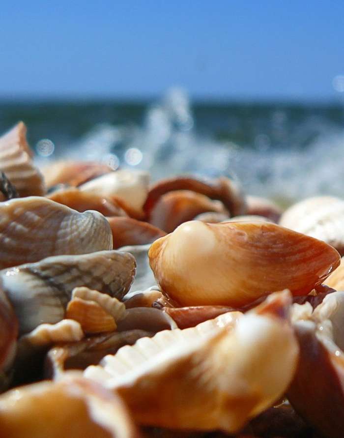 Sea,Objekte,Shells
