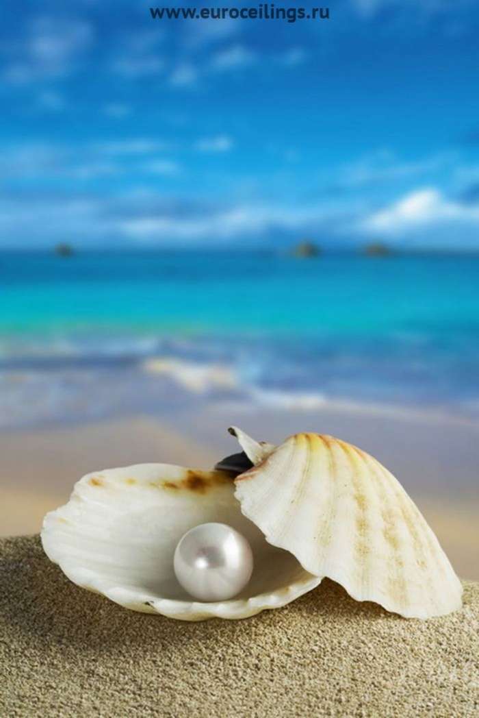 Hintergrund,Sea,Shells,Pearls
