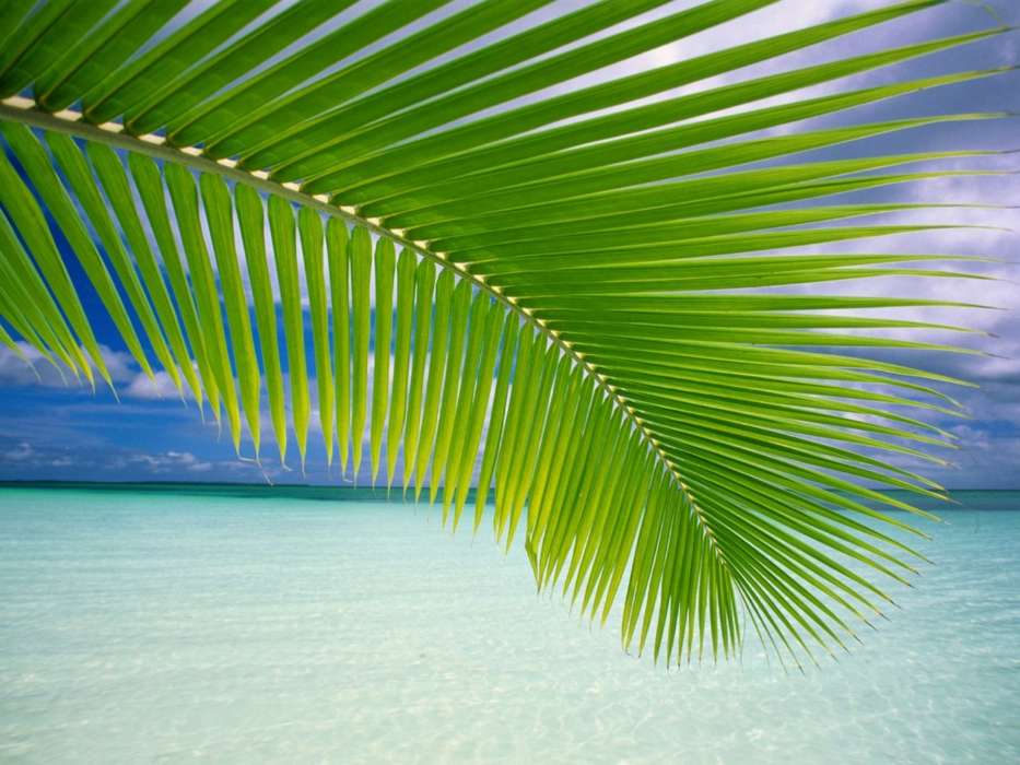 Sea,Palms,Landschaft