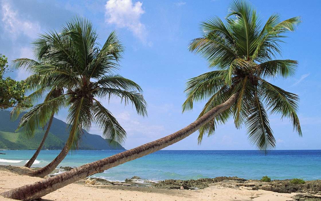 Landschaft,Sea,Palms