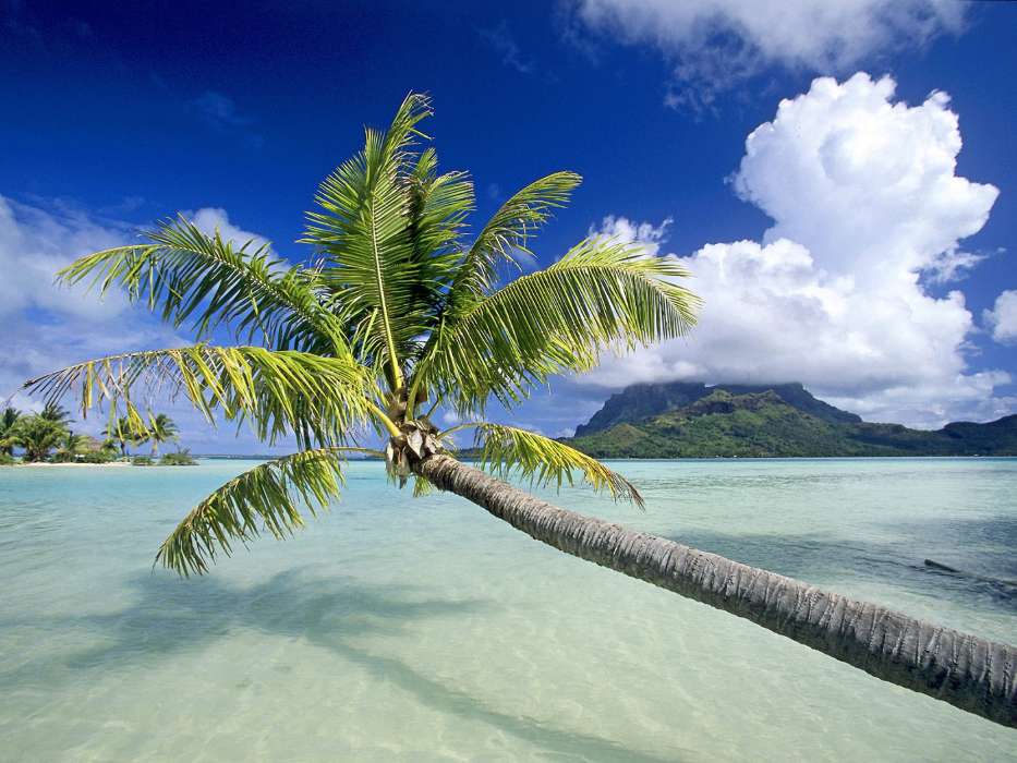 Sea,Palms,Landschaft,Strand