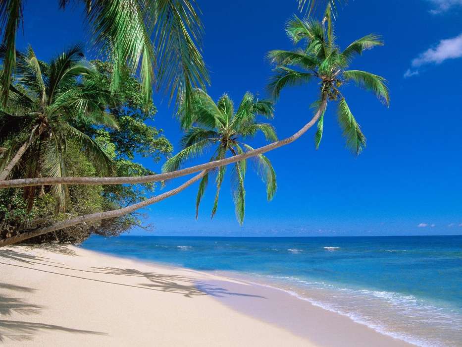 Landschaft,Sea,Strand,Palms
