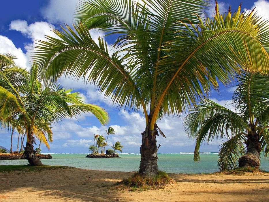 Sea,Palms,Landschaft,Strand,Natur