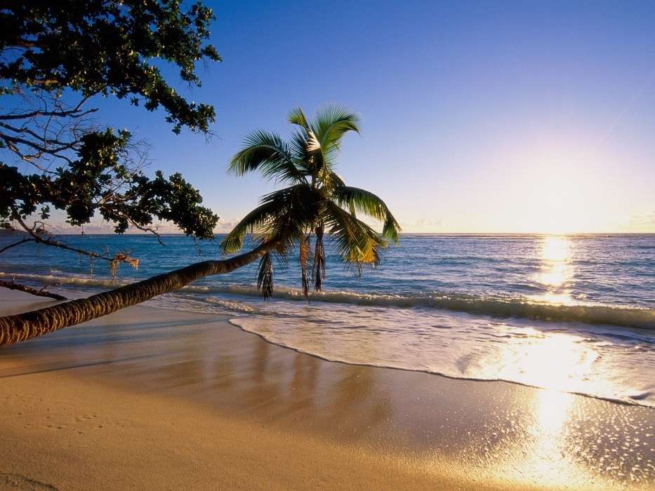 Landschaft,Sea,Sun,Strand,Palms