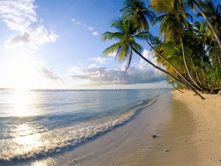 Landschaft,Wasser,Sea,Strand,Palms