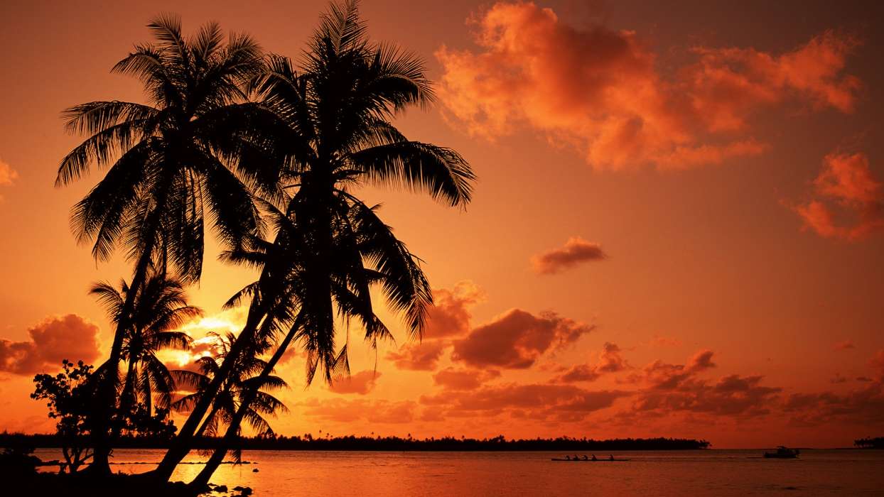 Landschaft,Sunset,Sea,Palms