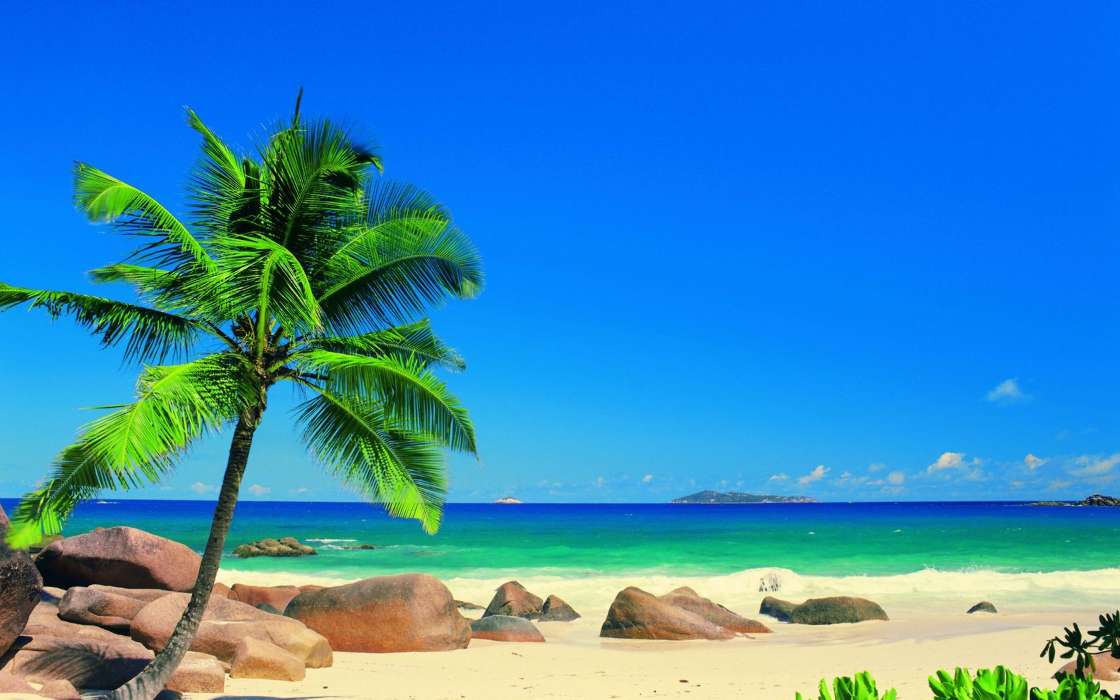 Landschaft,Sea,Strand,Palms