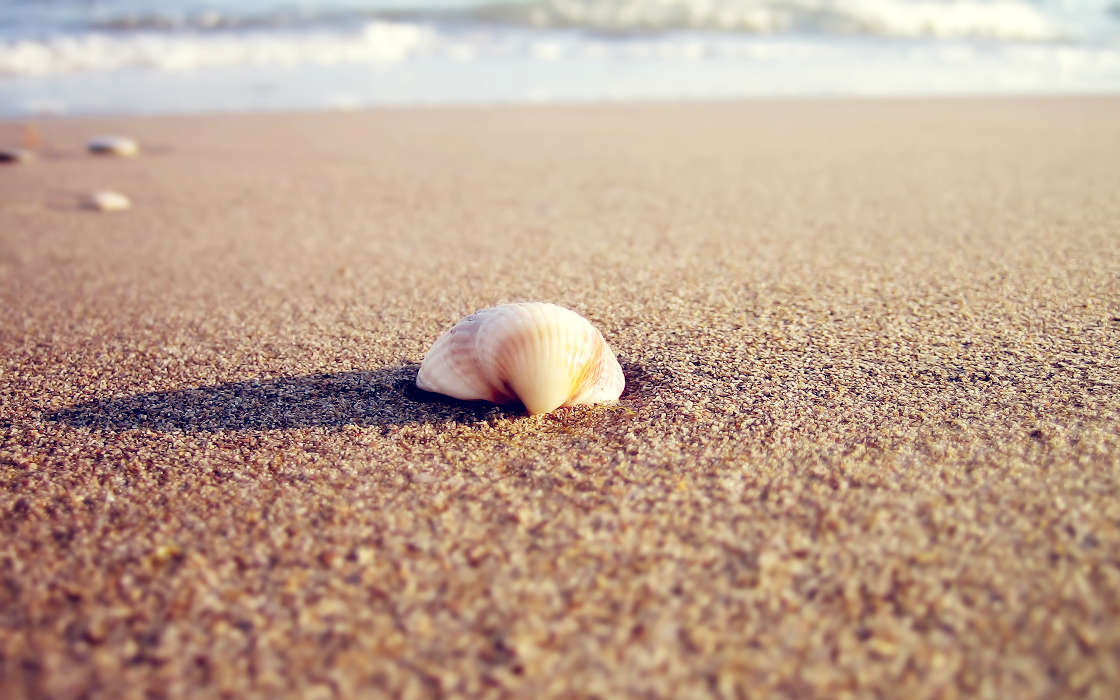 Landschaft,Sea,Strand,Shells