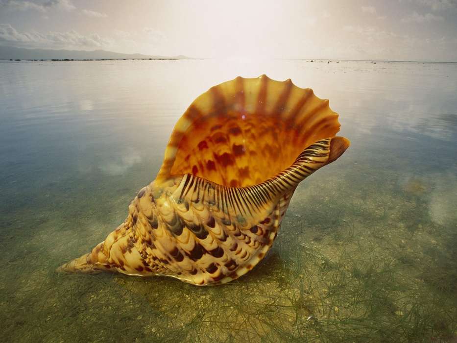Sea,Shells