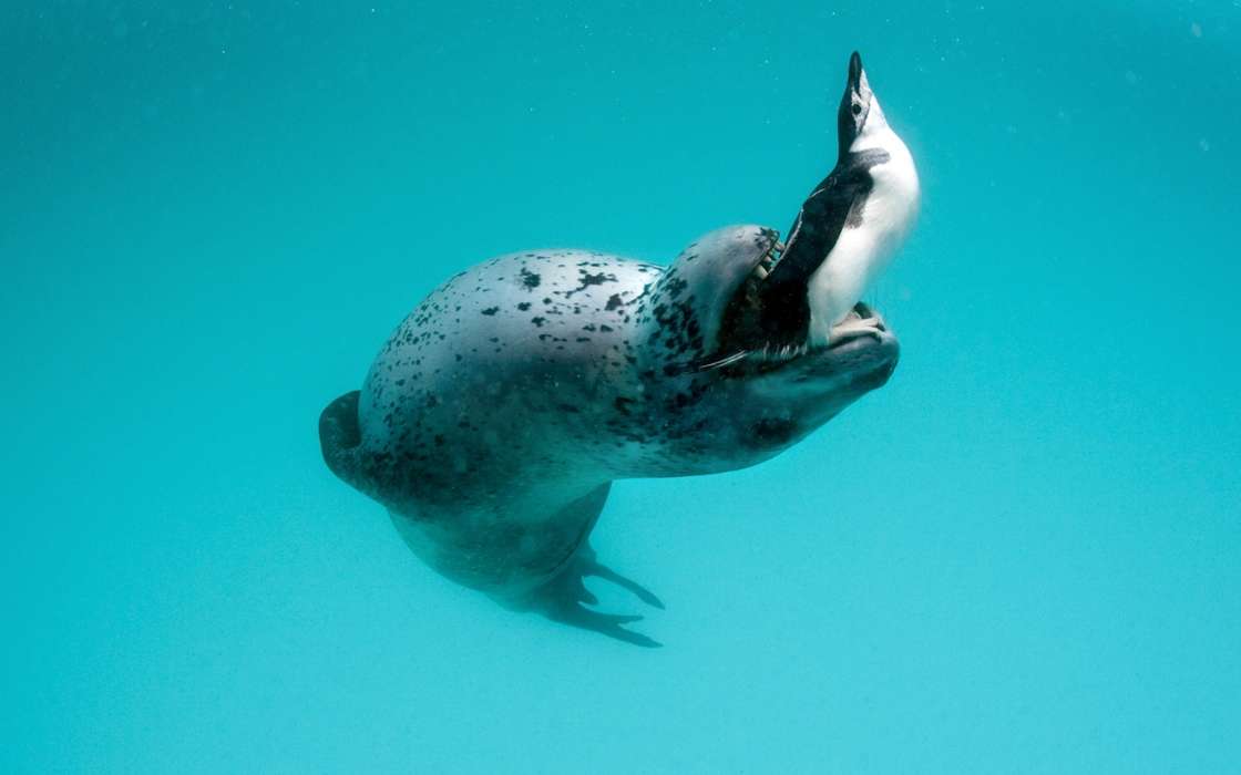 Tiere,Sea,Seals