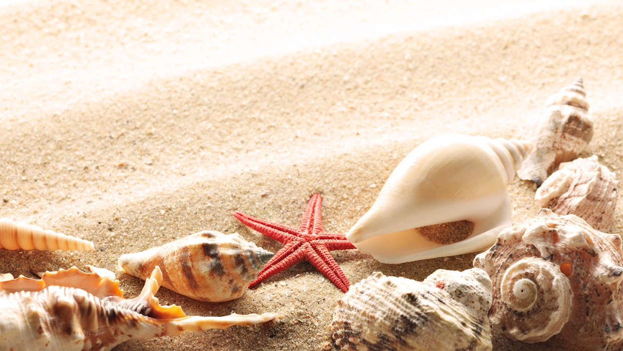Hintergrund,Objekte,Sand,Shells,Starfish