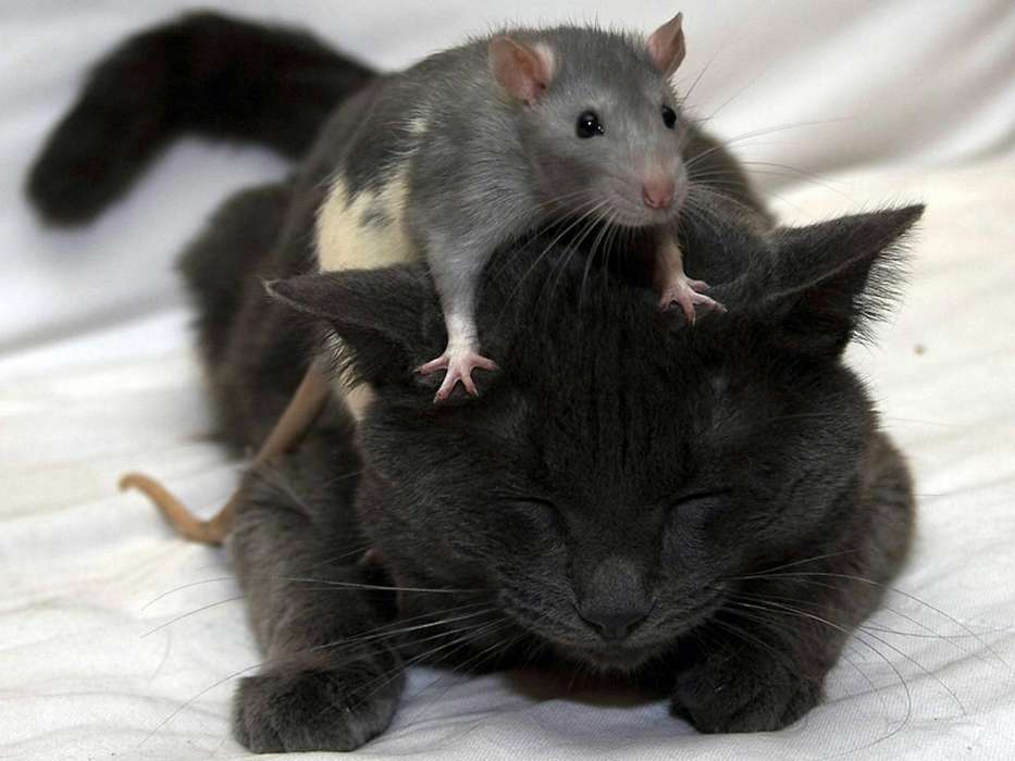 Mäuse,Tiere