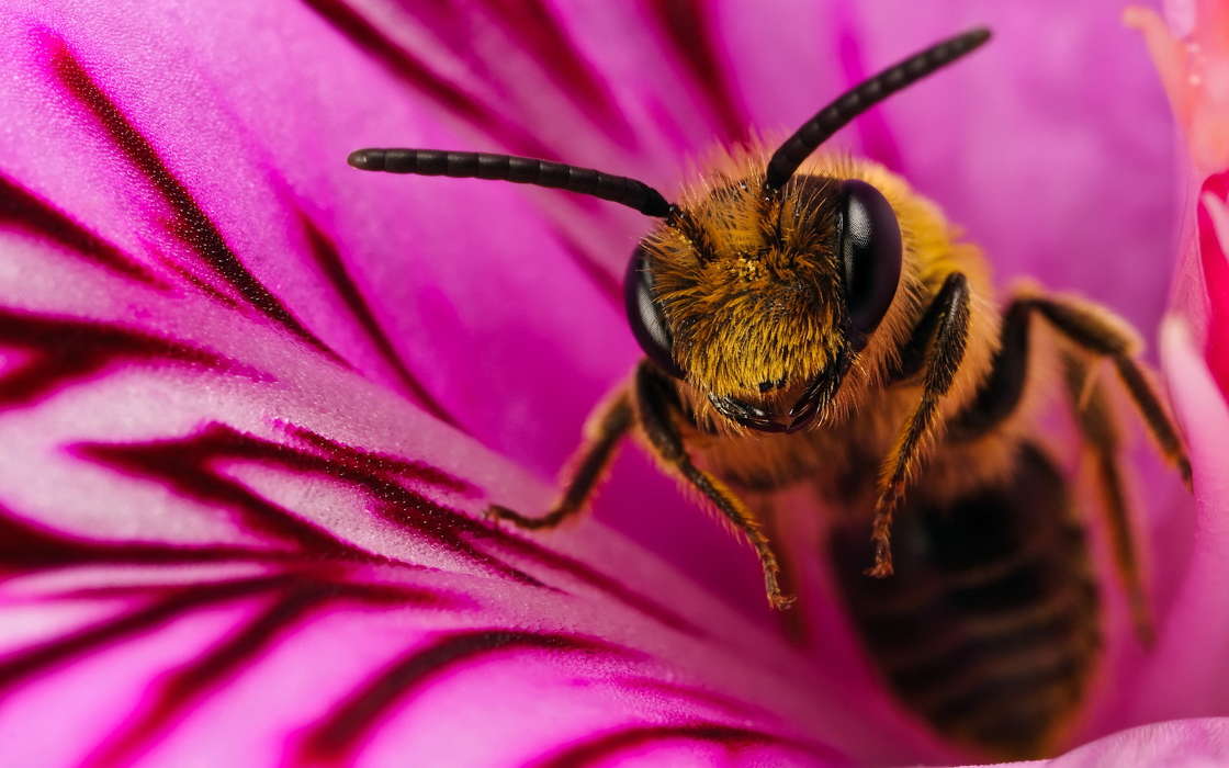 Insekten,Bienen