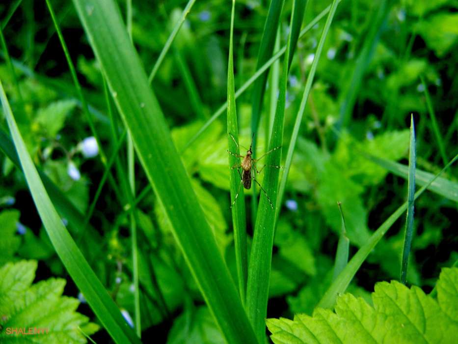 Grass,Insekten