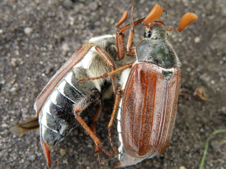 Insekten,Käfer