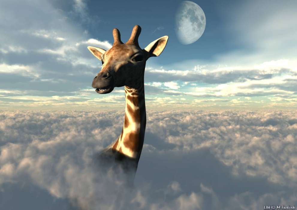 Tiere,Sky,Clouds,Giraffen