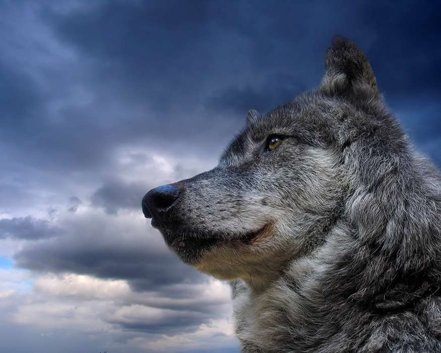 Tiere,Wölfe,Sky