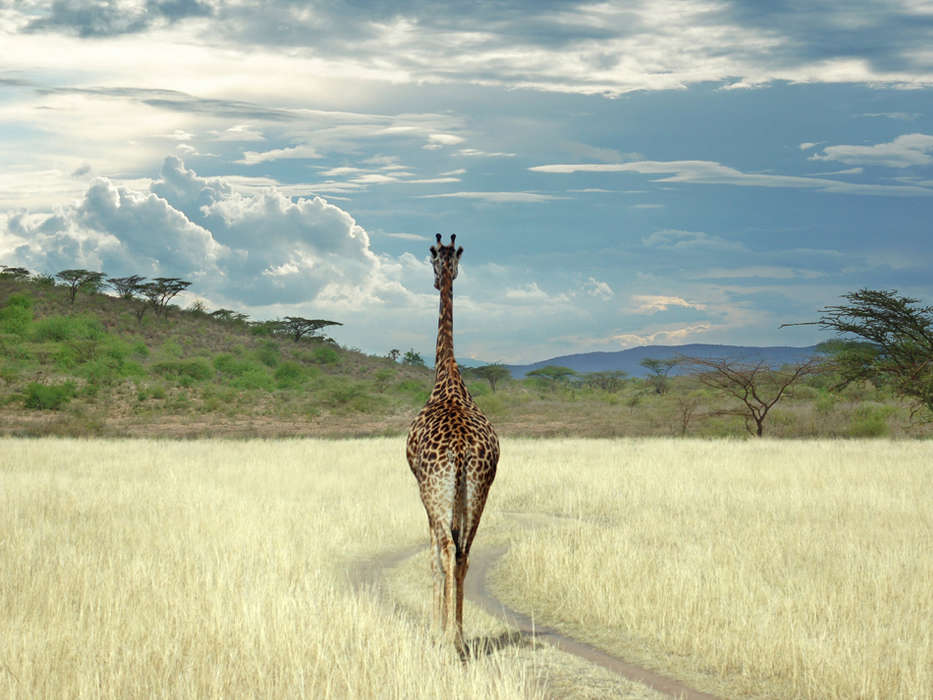 Tiere,Sky,Giraffen