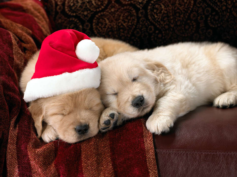 Feiertage,Tiere,Hunde,Neujahr,Weihnachten