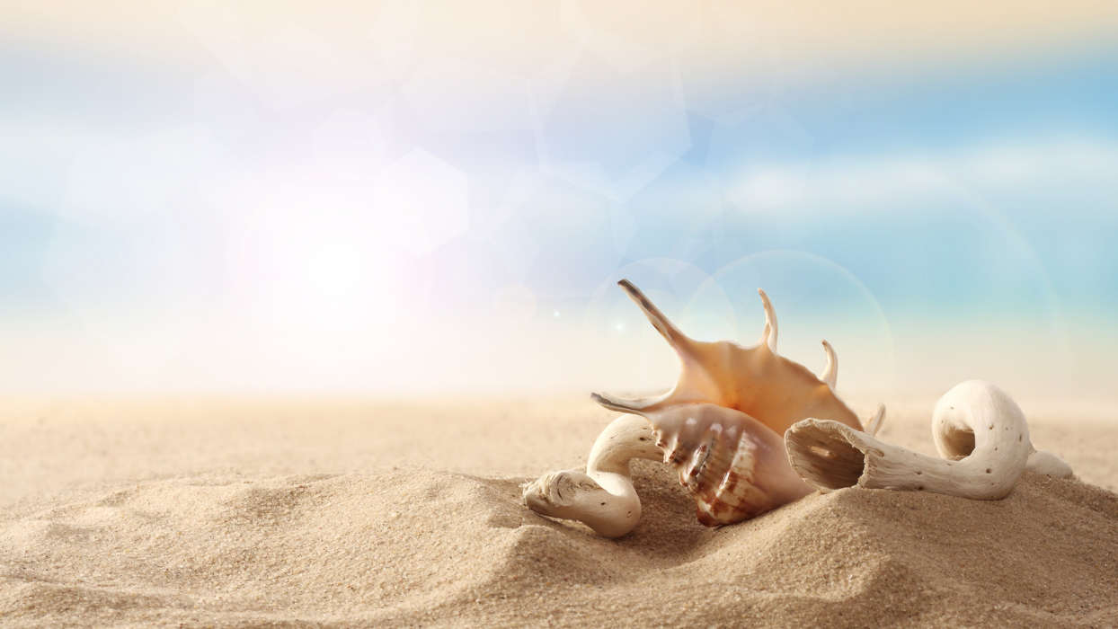 Hintergrund,Sand,Shells,Still-Leben