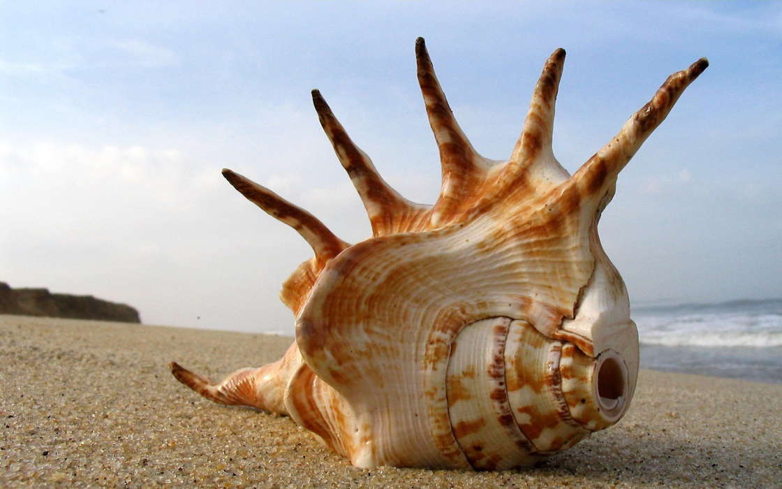 Landschaft,Sea,Strand,Shells