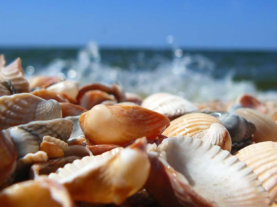 Landschaft,Sea,Shells