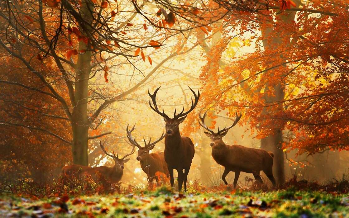 Tiere,Herbst,Wild