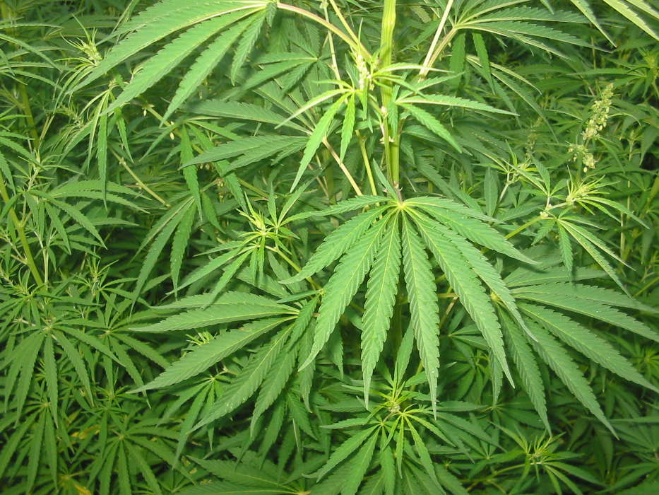 Pflanzen,Cannabis
