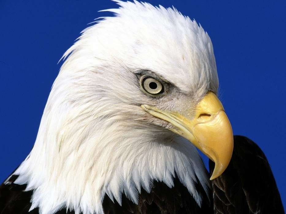 Eagles,Vögel,Tiere