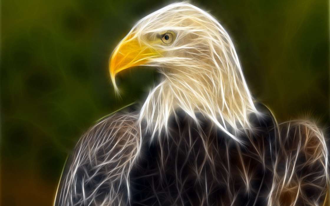 Tiere,Bilder,Eagles