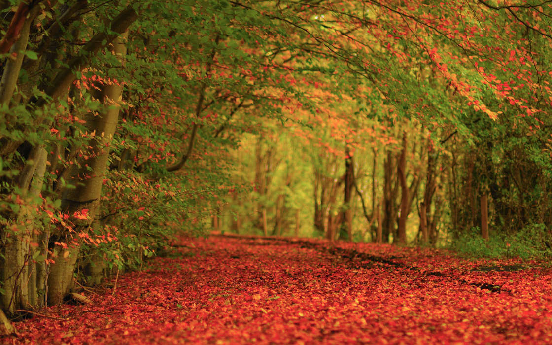 Herbst,Landschaft,Natur