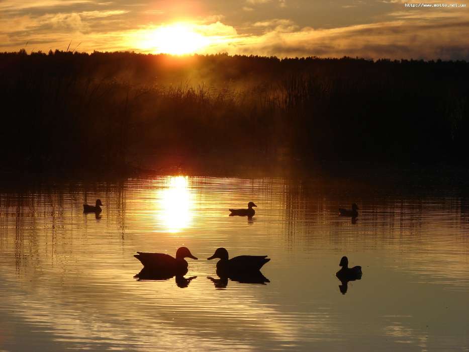 Landschaft,Natur,Wasser,Sunset,Ducks,Sun,Seen