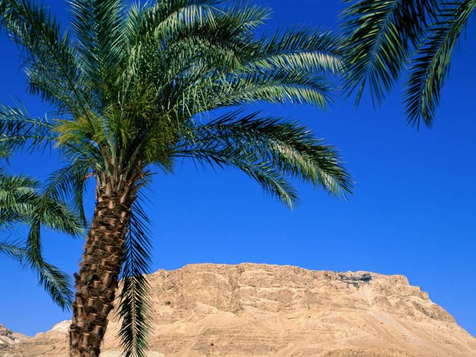 Palms,Landschaft