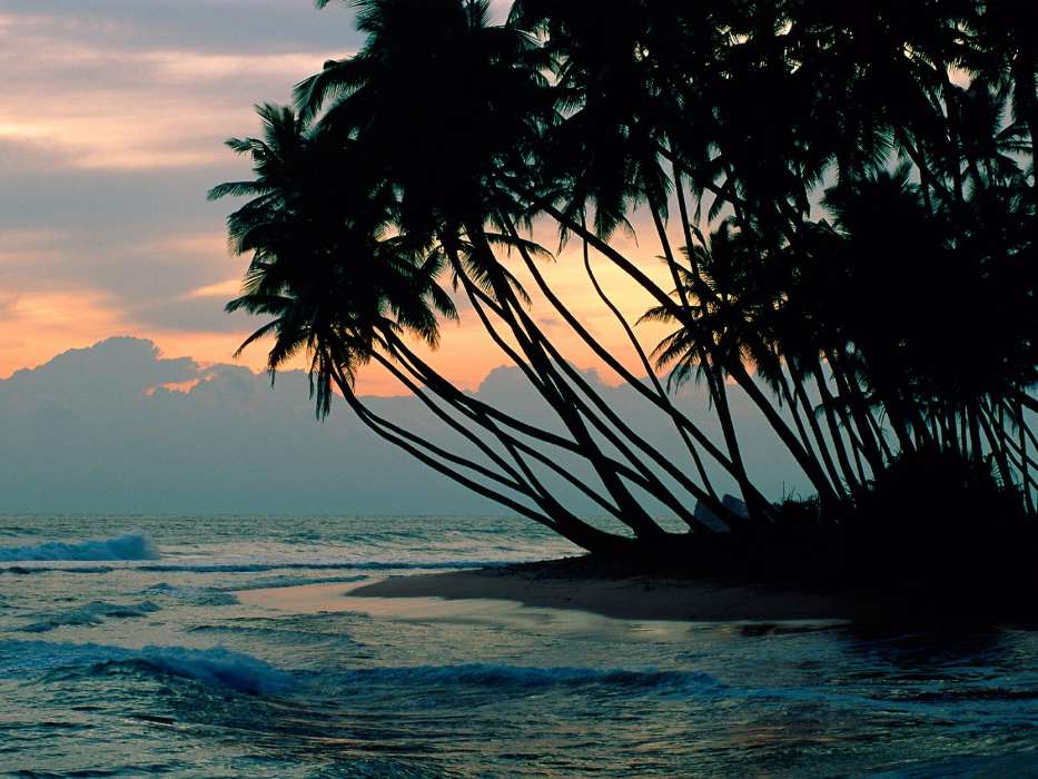 Palms,Landschaft,Strand