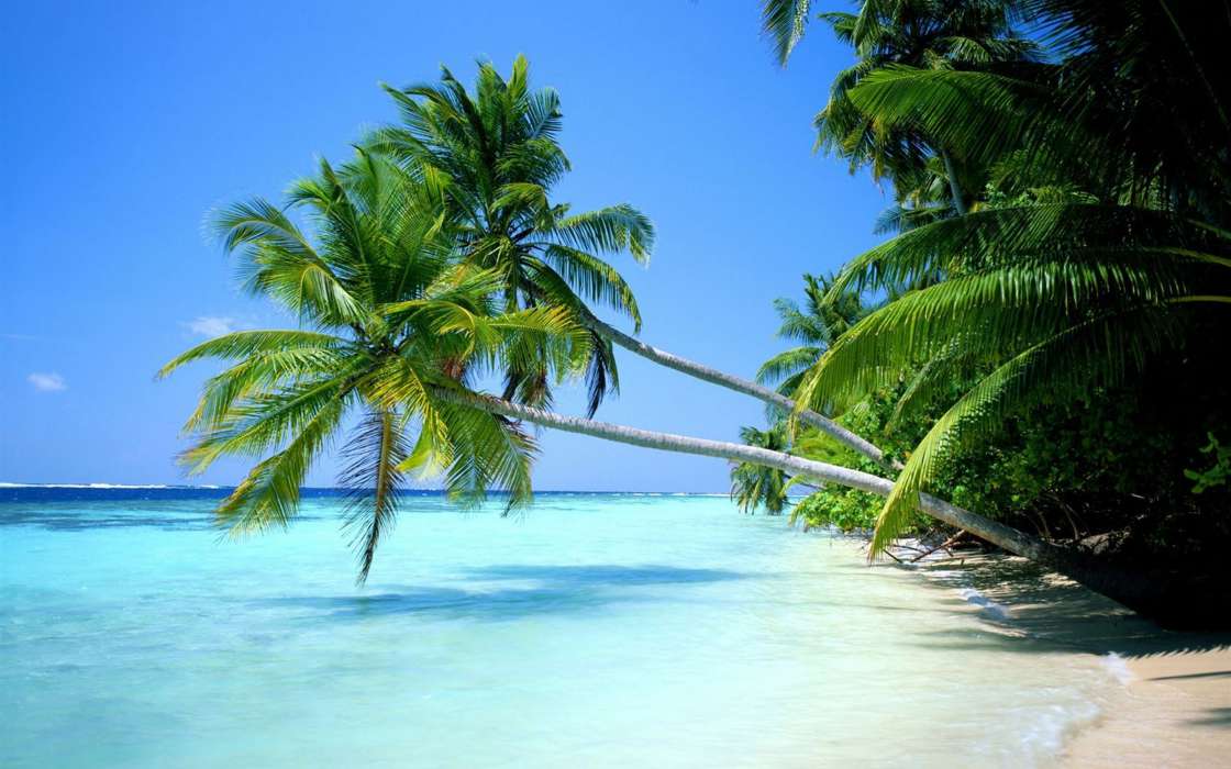 Palms,Landschaft,Strand