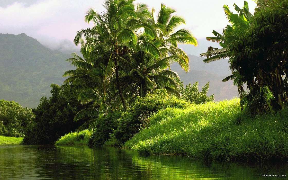 Landschaft,Flüsse,Palms