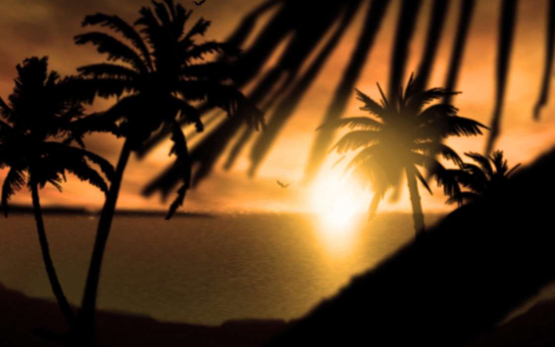 Landschaft,Sun,Palms