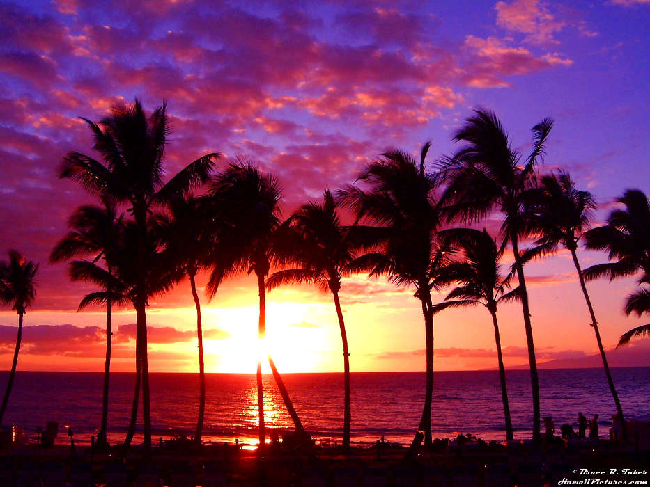 Landschaft,Sunset,Sun,Palms