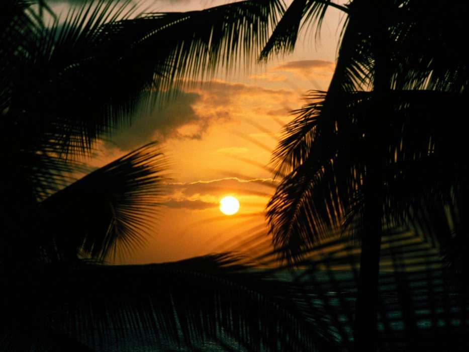 Palms,Landschaft,Sunset