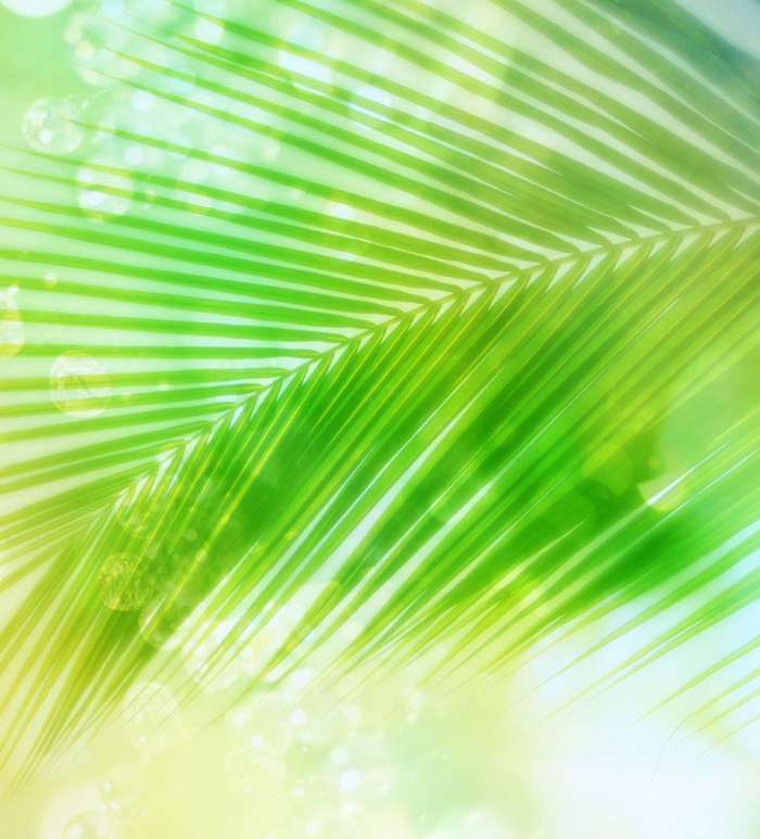 Pflanzen,Palms