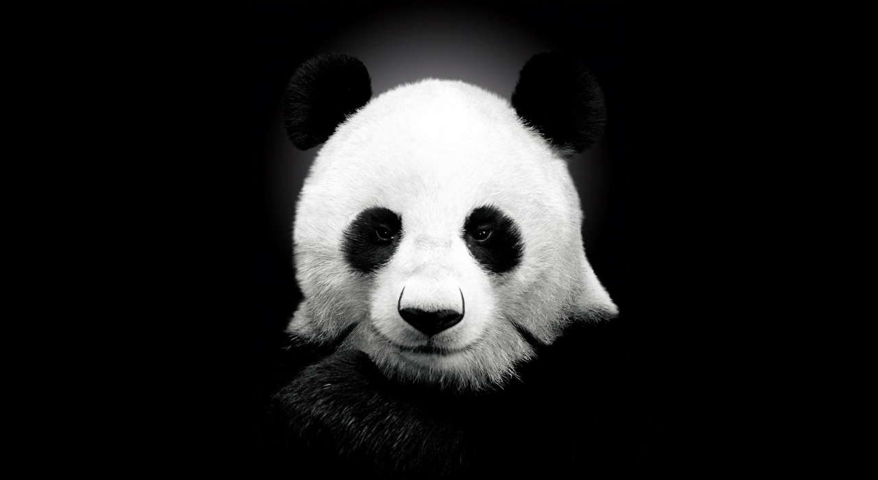 Tiere,Pandas