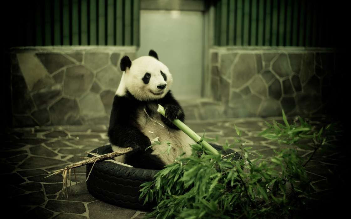 Tiere,Pandas