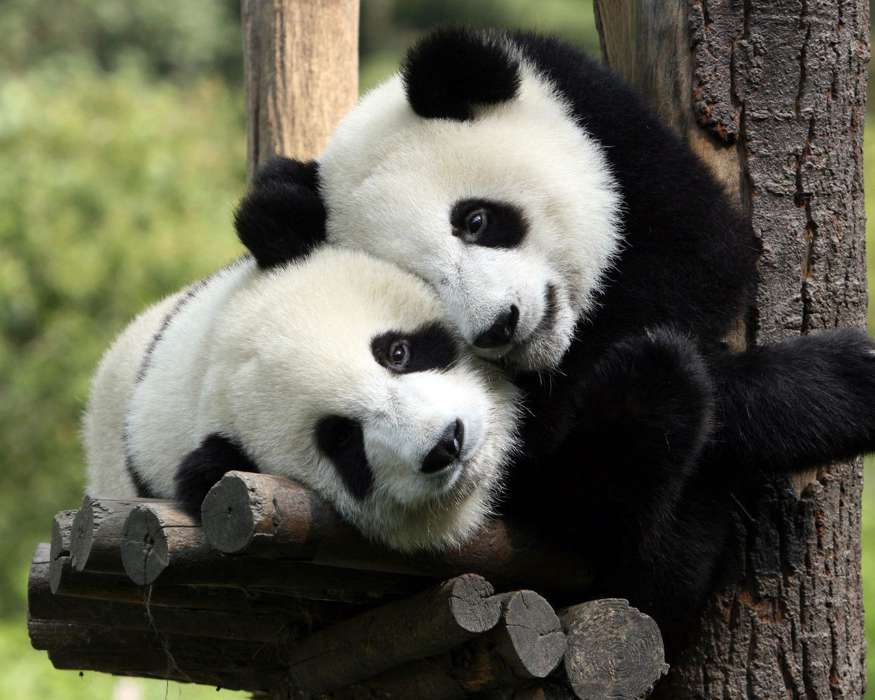 Pandas,Tiere
