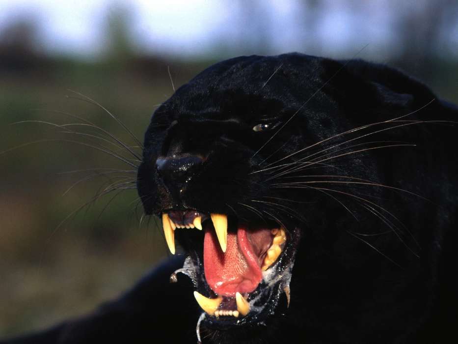 Tiere,Panthers