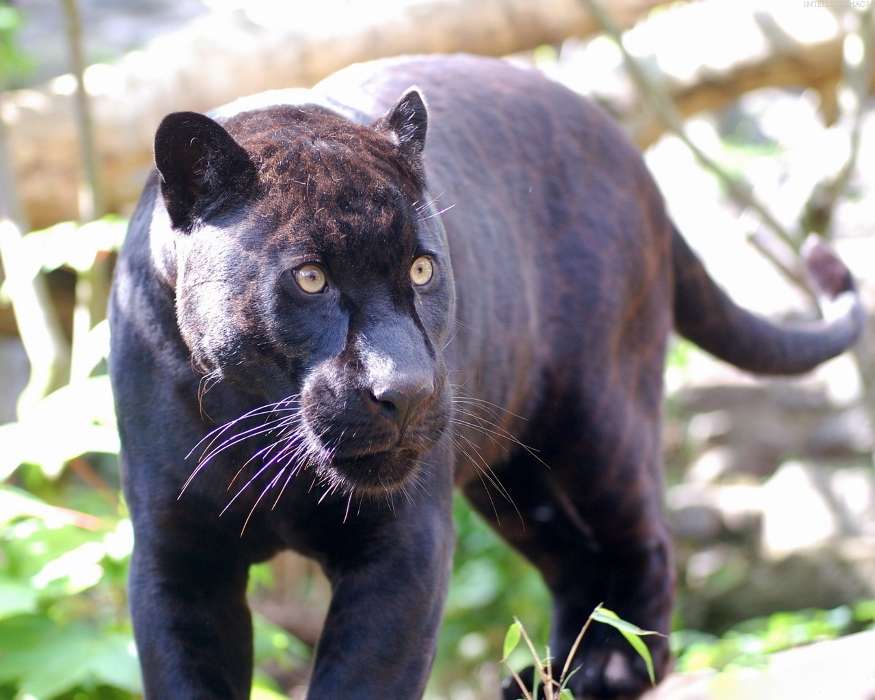 Tiere,Panthers