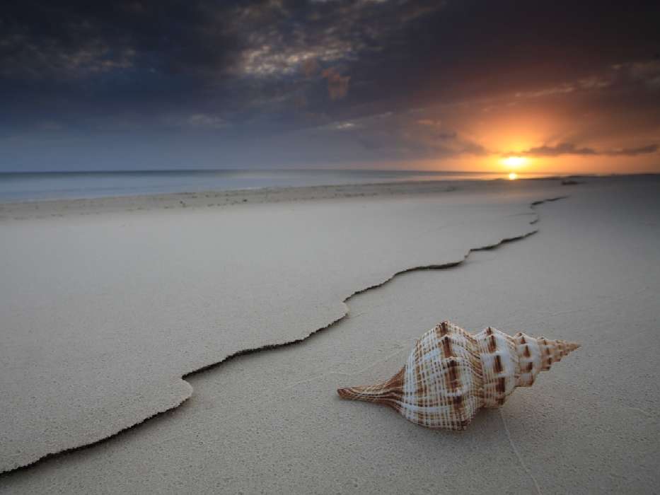 Landschaft,Strand,Shells