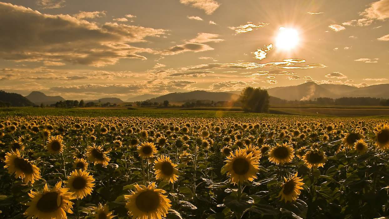 Landschaft,Sonnenblumen,Felder