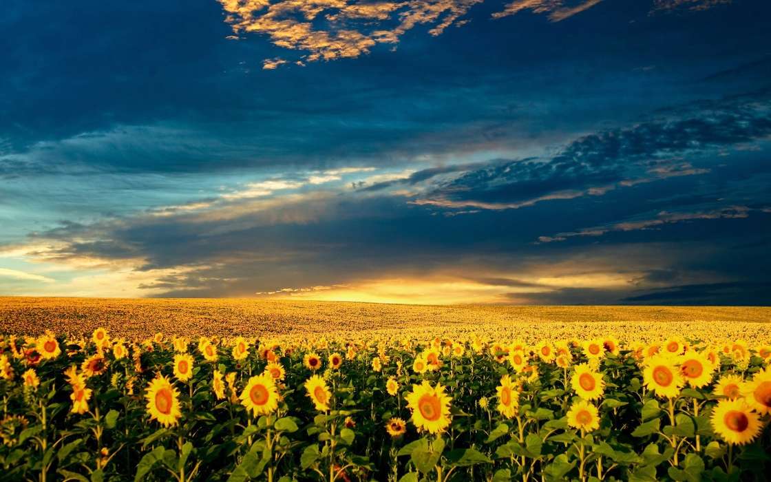 Landschaft,Sonnenblumen,Felder,Natur