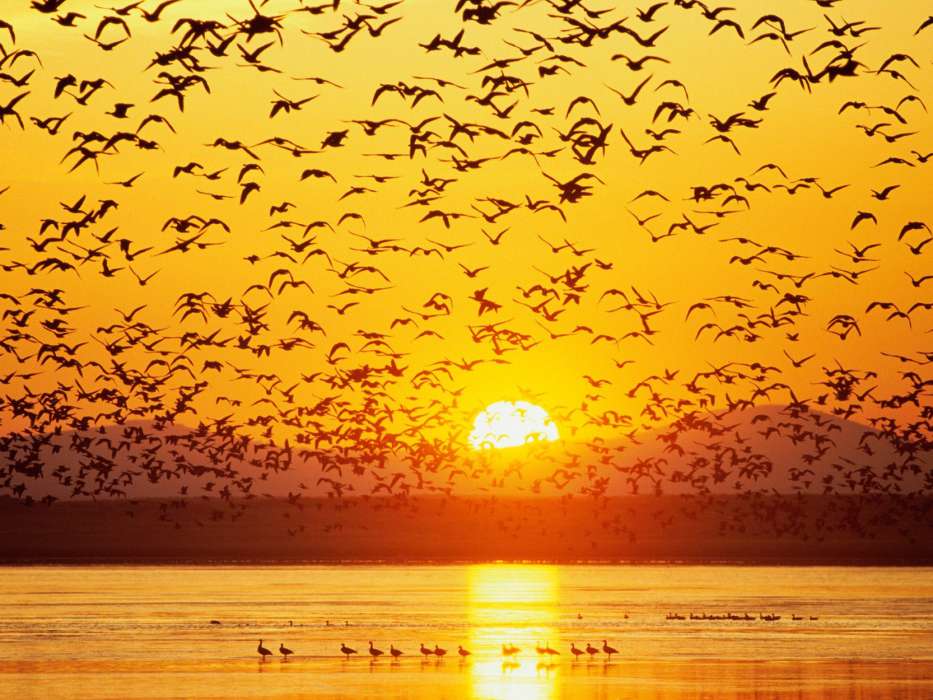 Landschaft,Vögel,Sunset