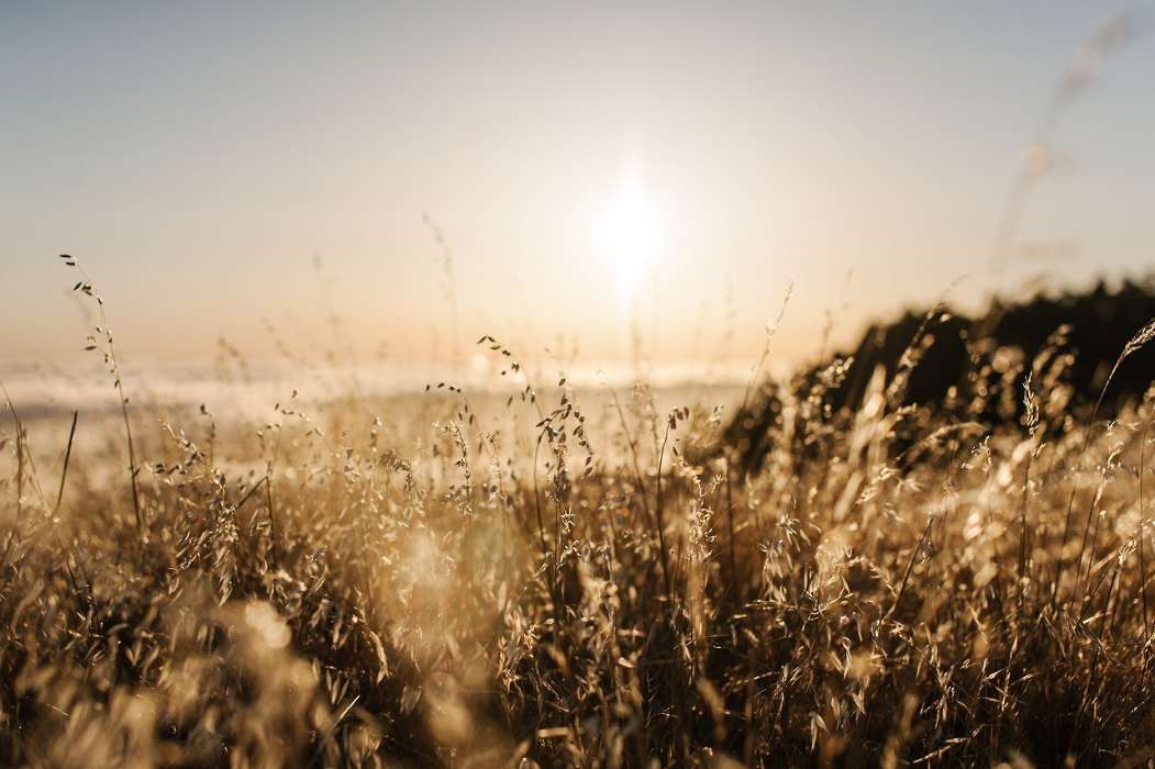 Landschaft,Grass,Sun